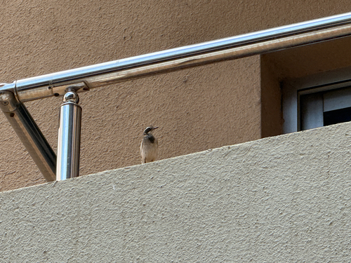 African Pied Wagtail
