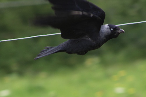 Eurasian Jackdaw