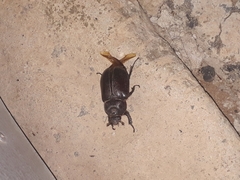 Coleoptera