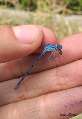 Argia tarascana