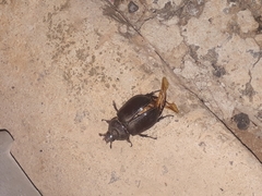 Coleoptera