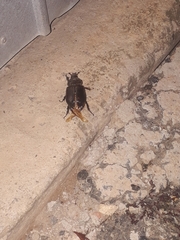 Coleoptera