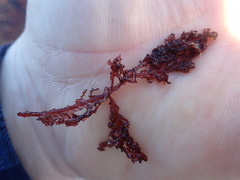 Cumathamnion decipiens