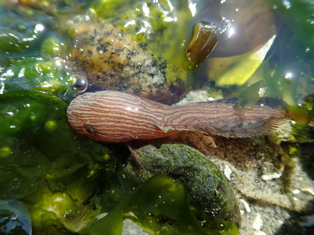 Marbled Snailfish