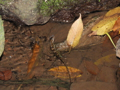 Anolis barkeri