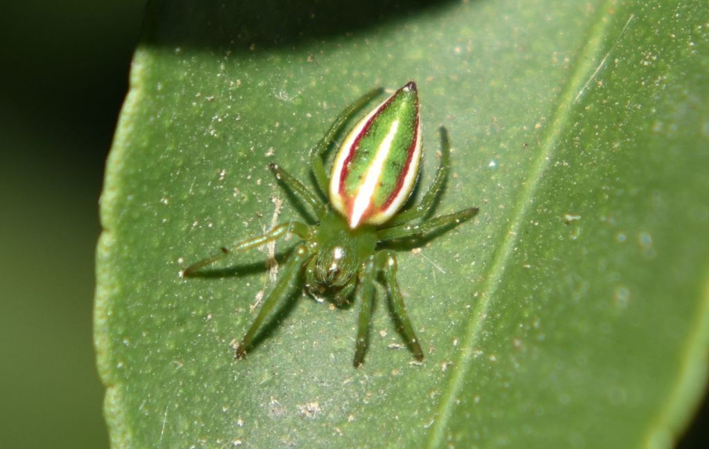 Alpaida rostratula
