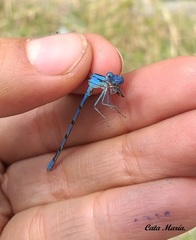 Argia tarascana
