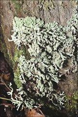 Hypogymnia subphysodes