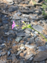 Gilia flavocincta