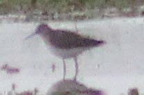 Tringa solitaria