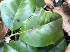 Phytomyza ilicis group