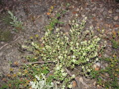 Thymus capitellatus