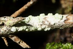 Pertusaria pertractata