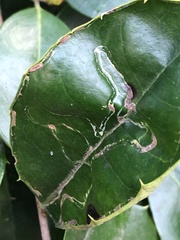 Phytomyza ilicis group