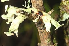 Ramalina inflata