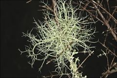 Usnea inermis