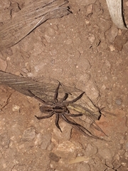 Lycosidae