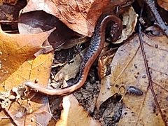 Plethodon cinereus