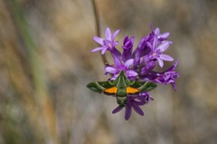 Proserpinus clarkiae