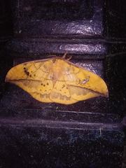 Copaxa multifenestrata