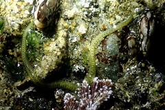 Eulalia quadrioculata