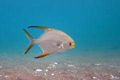 Barracuda
