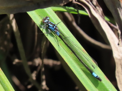 Zoniagrion exclamationis