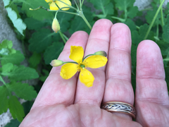 Chelidonium majus
