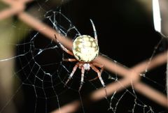 Araneus workmani
