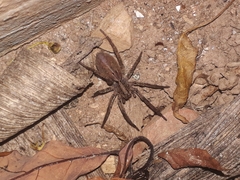 Lycosidae