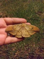 Copaxa multifenestrata