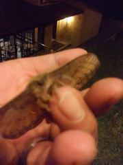 Copaxa multifenestrata