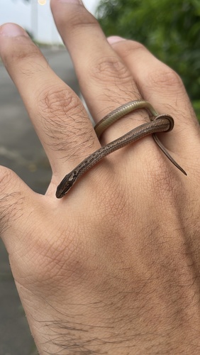 Peters' Running Snake