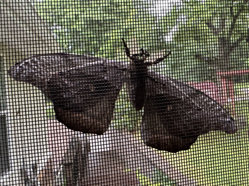 Polyphemus Moth