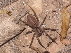 Lycosidae