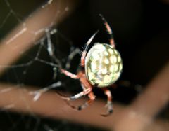 Araneus workmani
