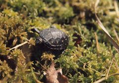 Clemmys guttata