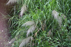 Neyraudia reynaudiana