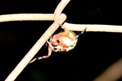 Araneus workmani