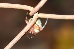 Araneus workmani