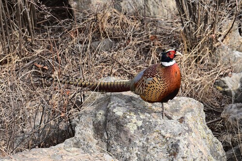 Ring-necked Pheasant