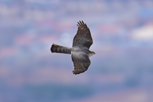Eurasian Sparrowhawk