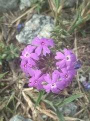 Glandularia aristigera