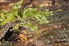 Lophocolea semiteres