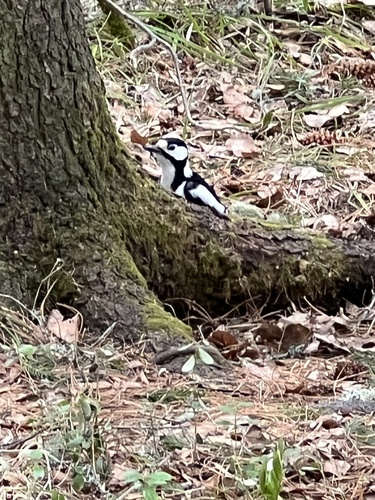Great Spotted Woodpecker