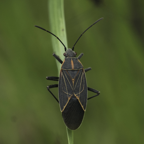 Western Boxelder Bug