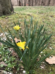 Narcissus