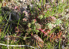 Sanguisorba occidentalis
