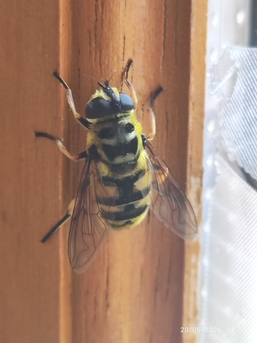 Yellow-haired Sun Fly