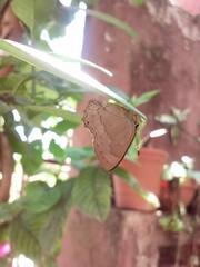 Euselasia eubule eubule